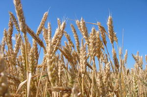 Agricultural og Mogilev Region